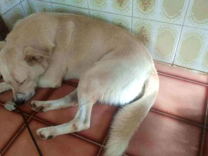 Cachorro ra a Labrador idade 2 anos nome Franco