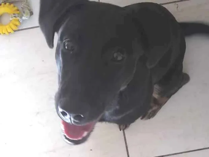 Cachorro ra a Labrador vira lara idade 7 a 11 meses nome Amy