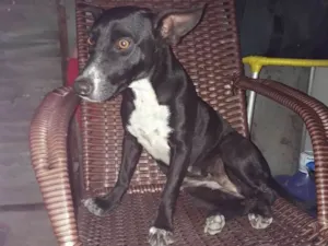 Cachorro raça Vira lata idade 1 ano nome Pretinha