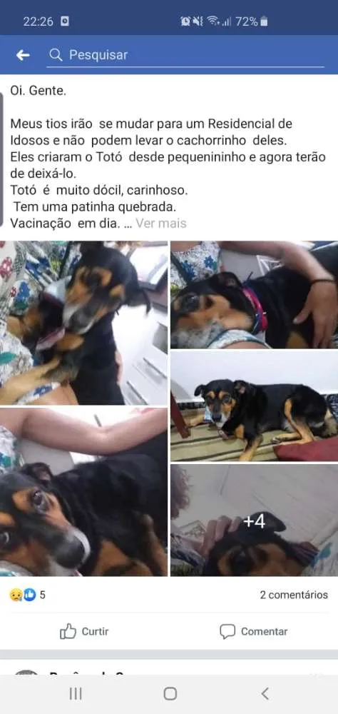 Cachorro ra a Vira lata idade 6 ou mais anos nome Totó 