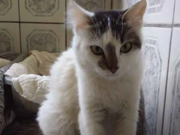 Gato ra a Raglata idade 2 a 6 meses nome Kiara 