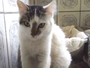 Gato raça Raglata idade 2 a 6 meses nome Kiara 