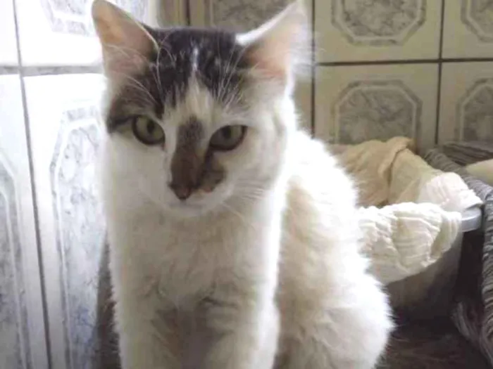 Gato ra a Raglata idade 2 a 6 meses nome Kiara 