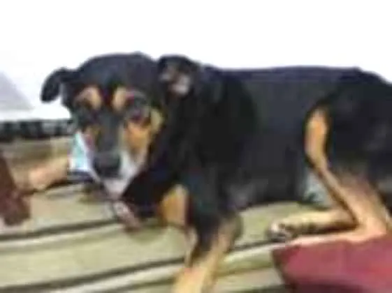 Cachorro ra a Vira lata idade 6 ou mais anos nome Totó 
