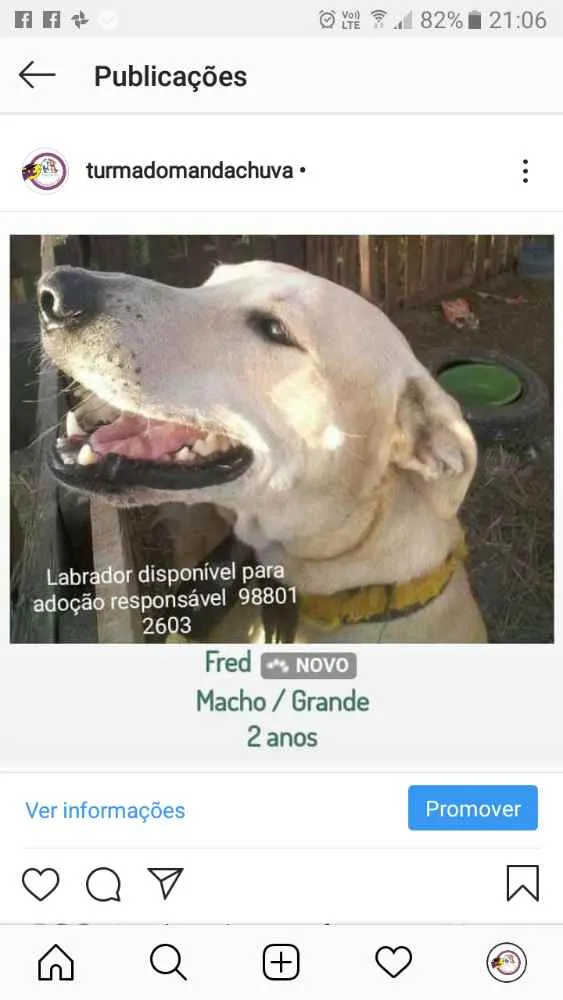 Cachorro ra a Labrador idade 2 anos nome Fred