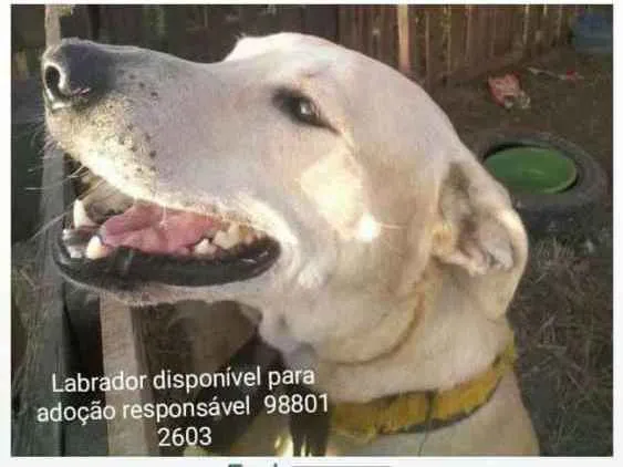 Cachorro ra a Labrador idade 2 anos nome Fred