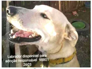 Cachorro raça Labrador idade 2 anos nome Fred