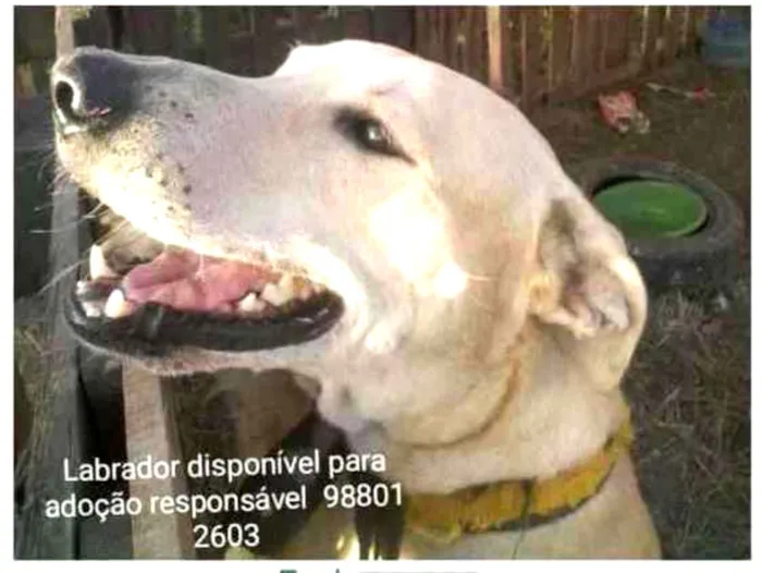 Cachorro ra a Labrador idade 2 anos nome Fred