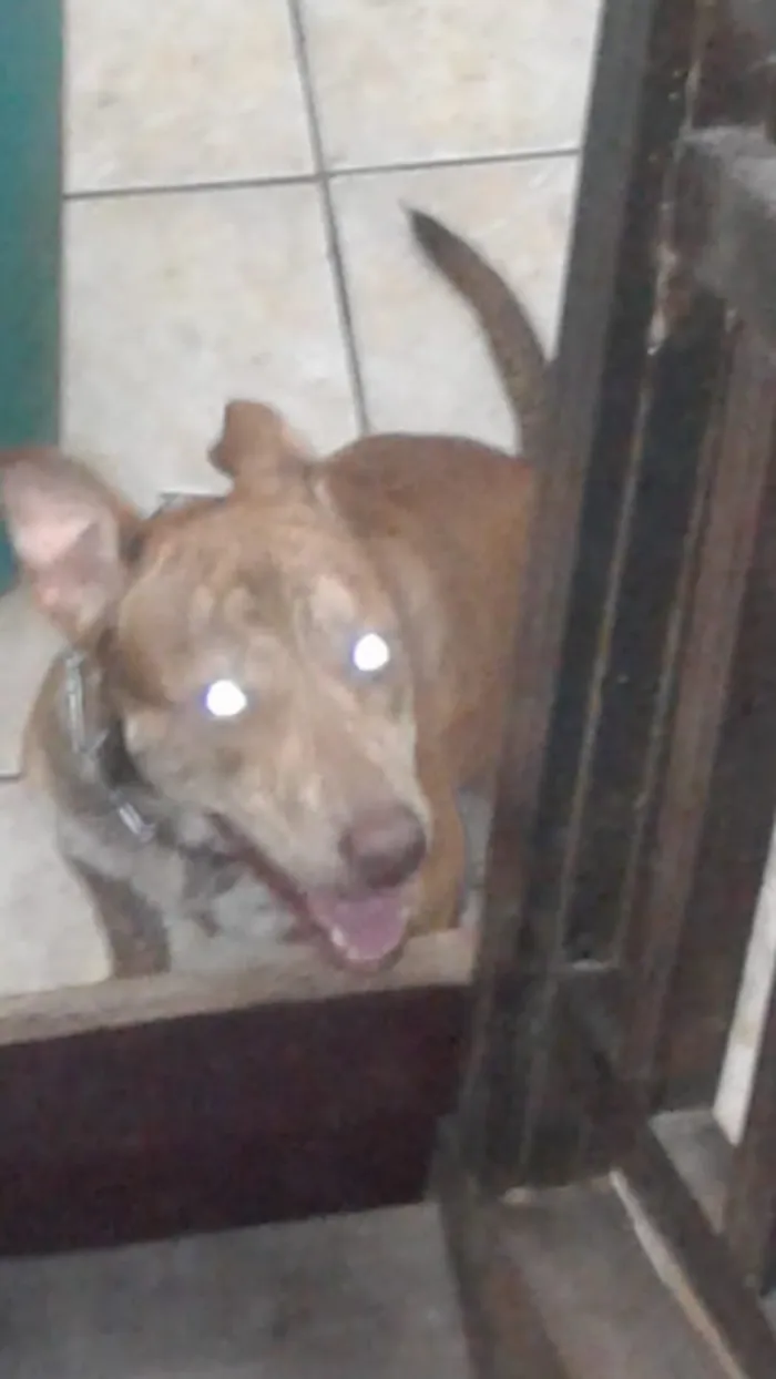 Cachorro ra a Rotvale com bitpul  idade 1 ano nome Ben10