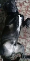 Tuffi