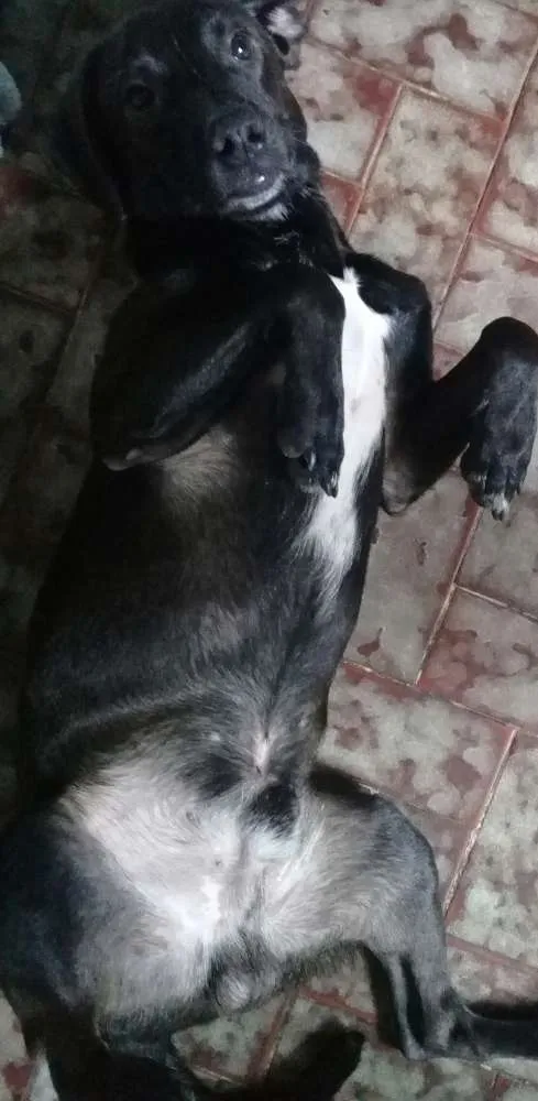 Cachorro ra a Mestiço idade 2 a 6 meses nome Tuffi