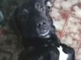 Tuffi