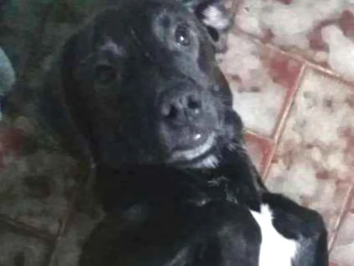 Cachorro ra a Mestiço idade 2 a 6 meses nome Tuffi