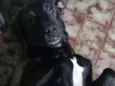 Tuffi