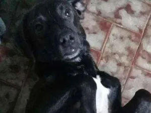 Cachorro raça Mestiço idade 2 a 6 meses nome Tuffi