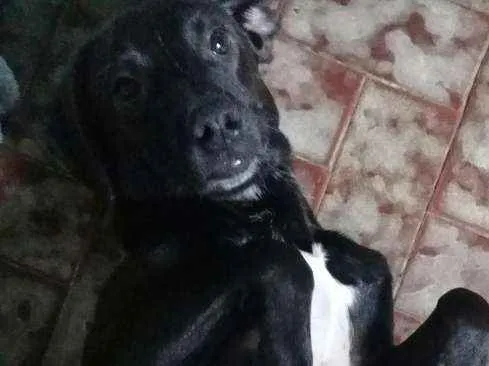 Cachorro ra a Mestiço idade 2 a 6 meses nome Tuffi