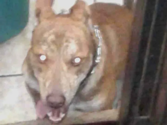 Cachorro ra a Rotvale com bitpul  idade 1 ano nome Ben10