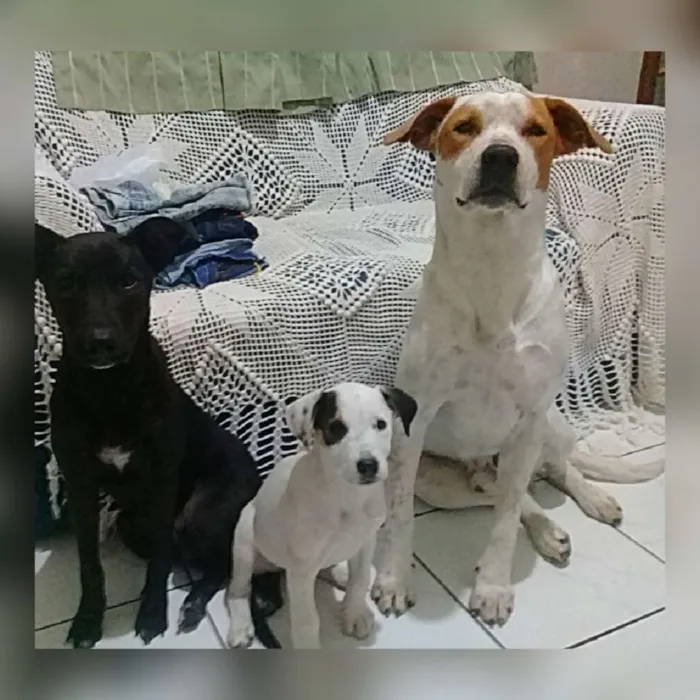 Cachorro ra a Um é misturado com kit buul idade 1 ano nome Thor belinha e Diana