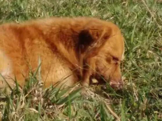 Cachorro ra a Indefinida idade 3 anos nome Abandonado