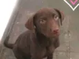Marley