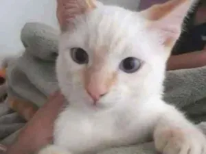 Gato raça SRD idade 2 a 6 meses nome Yash