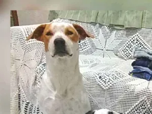 Cachorro raça Um é misturado com kit buul idade 1 ano nome Thor belinha e Diana