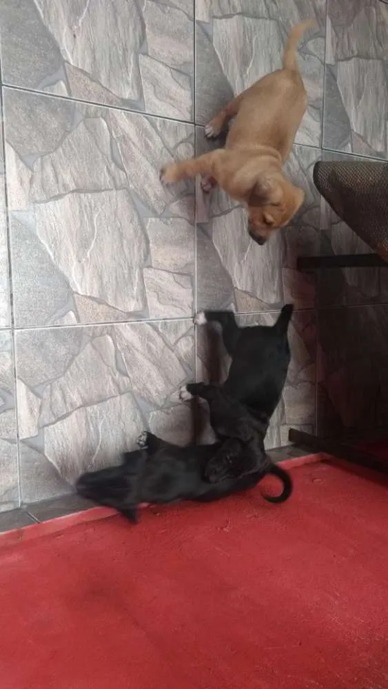 Cachorro ra a Viralata idade Abaixo de 2 meses nome Não tem nome