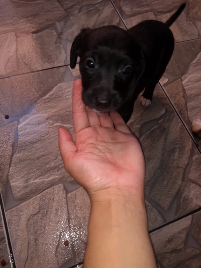 Cachorro ra a Viralata idade Abaixo de 2 meses nome Não tem nome