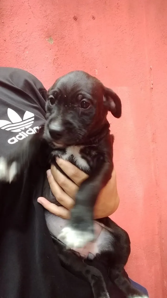 Cachorro ra a Viralata idade Abaixo de 2 meses nome Não tem nome