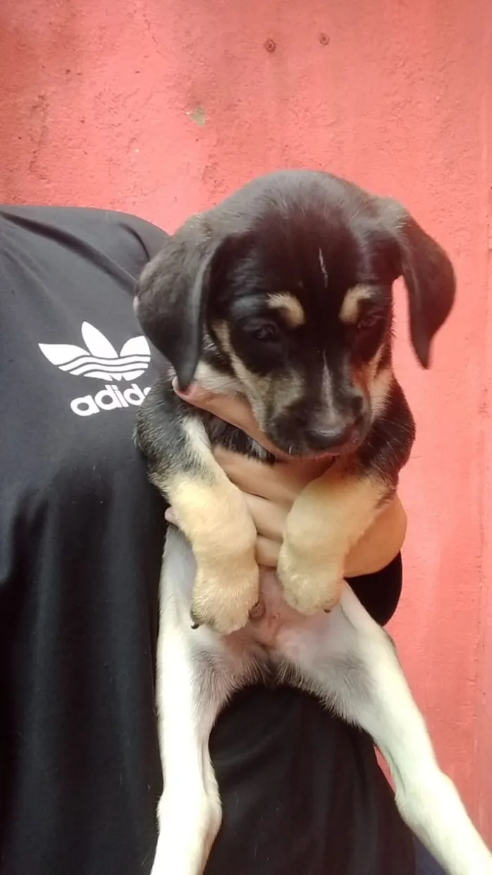 Cachorro ra a Viralata idade Abaixo de 2 meses nome Não tem nome