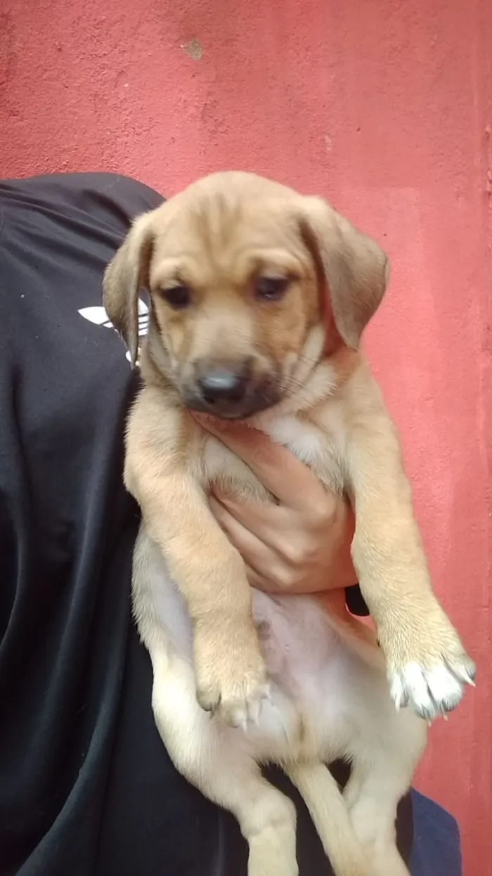 Cachorro ra a Viralata idade Abaixo de 2 meses nome Não tem nome