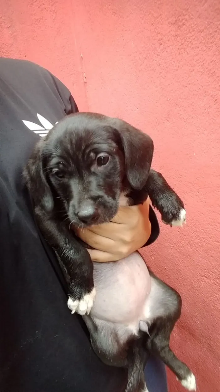 Cachorro ra a Viralata idade Abaixo de 2 meses nome Não tem nome