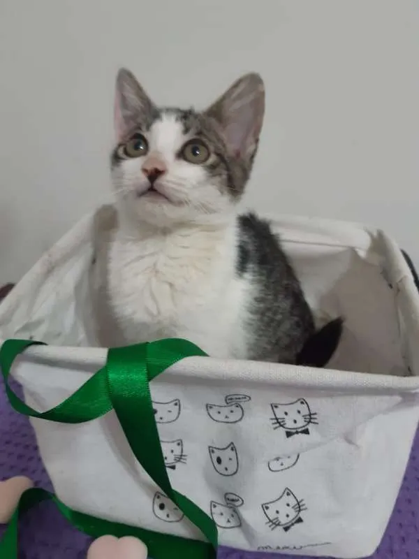 Gato ra a SRD idade 2 a 6 meses nome Roma