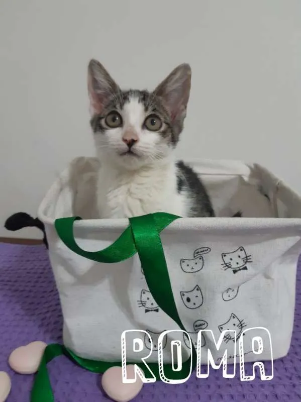 Gato ra a SRD idade 2 a 6 meses nome Roma