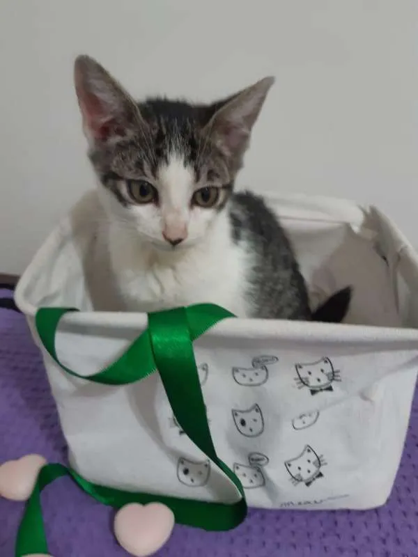 Gato ra a SRD idade 2 a 6 meses nome Roma