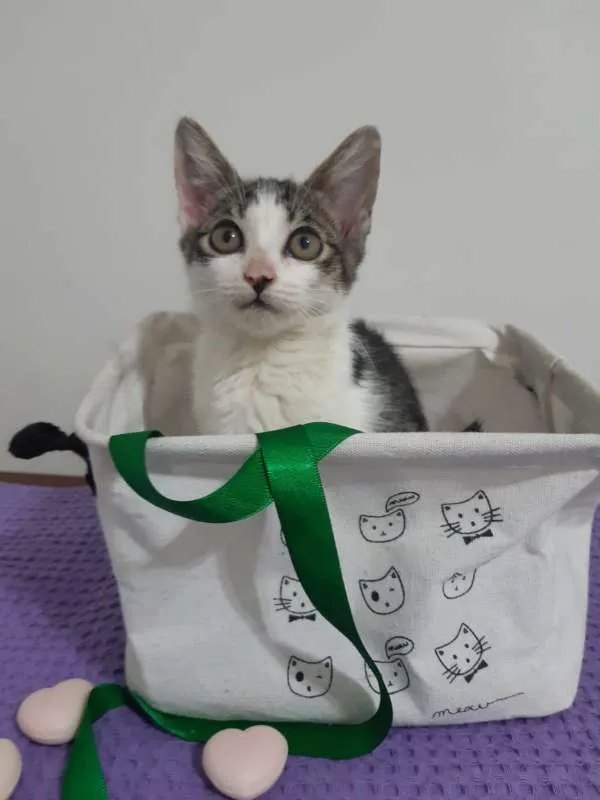 Gato ra a SRD idade 2 a 6 meses nome Roma