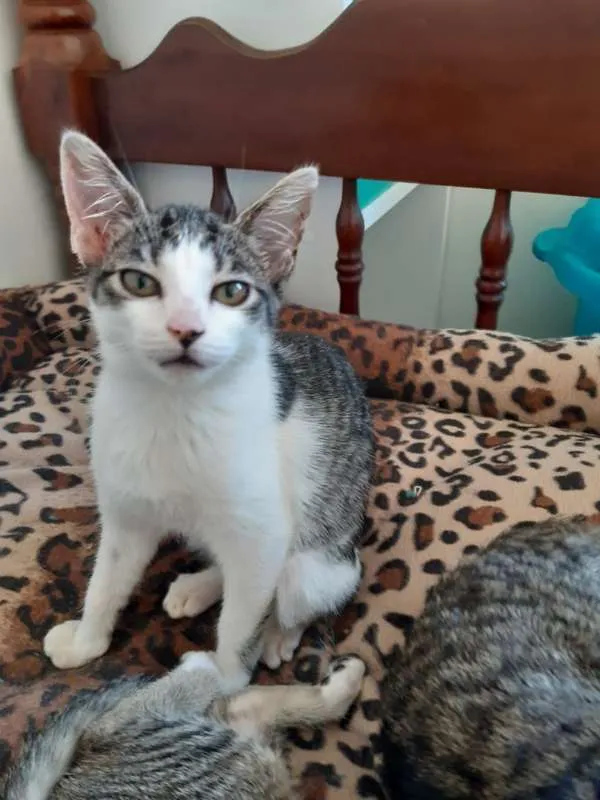 Gato ra a SRD idade 2 a 6 meses nome Roma