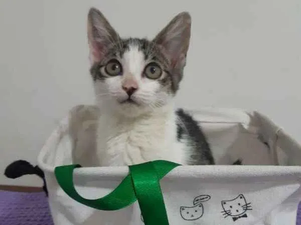 Gato ra a SRD idade 2 a 6 meses nome Roma