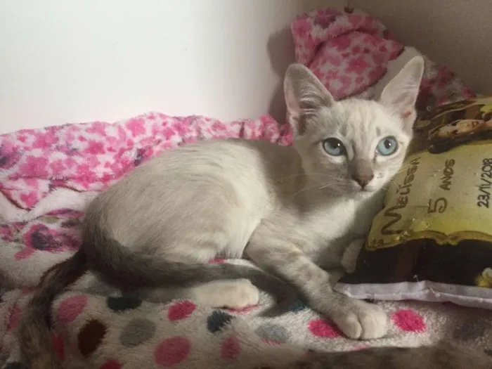 Gato ra a SRD idade 2 a 6 meses nome Anne