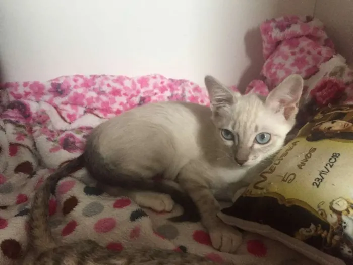 Gato ra a SRD idade 2 a 6 meses nome Anne