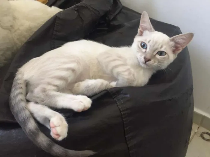 Gato ra a SRD idade 2 a 6 meses nome Anne