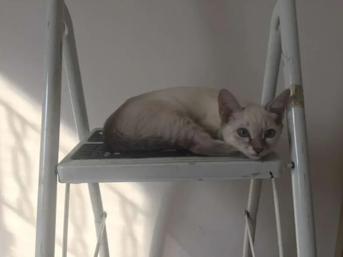 Gato ra a SRD idade 2 a 6 meses nome Anne