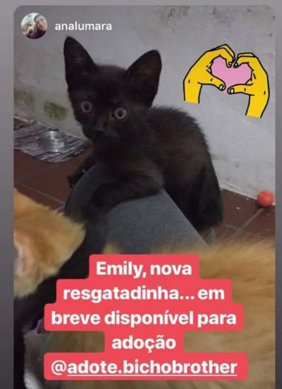 Gato ra a SRD idade 2 a 6 meses nome Emily