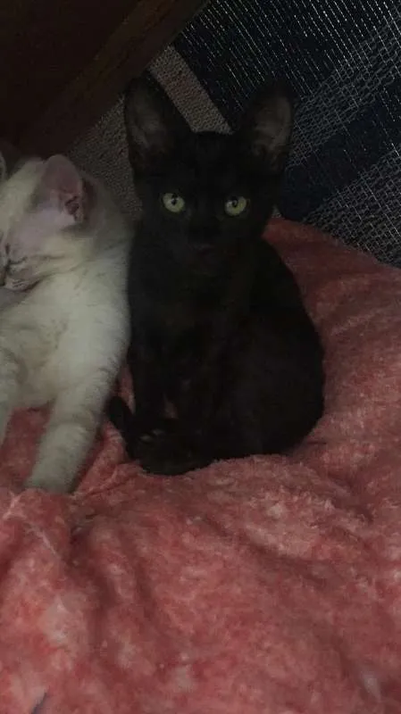 Gato ra a SRD idade 2 a 6 meses nome Emily