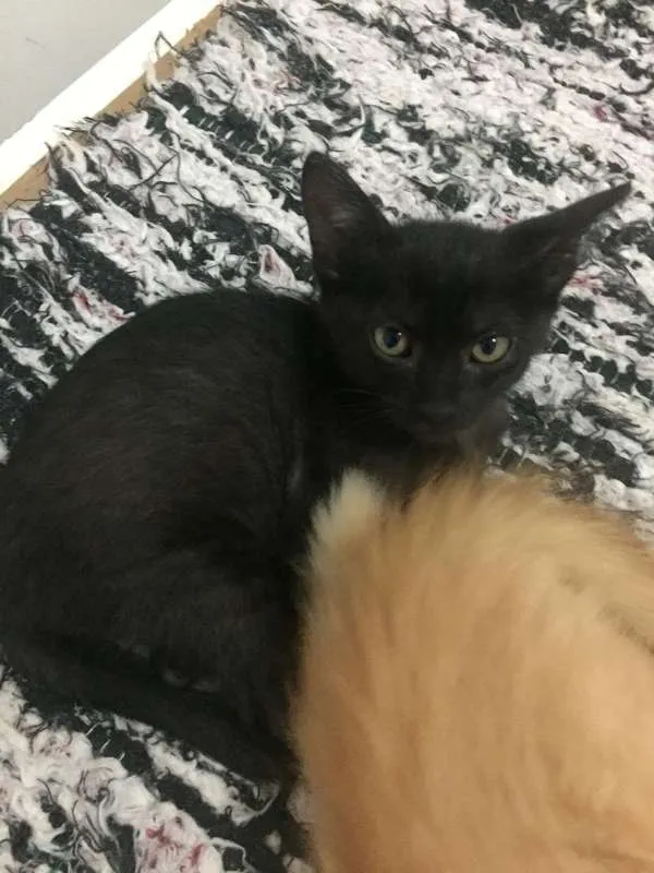 Gato ra a SRD idade 2 a 6 meses nome Emily