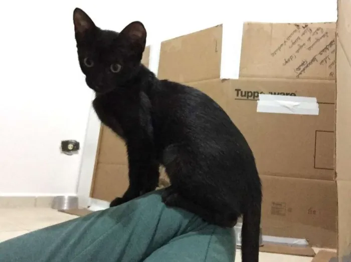 Gato ra a SRD idade 2 a 6 meses nome Emily
