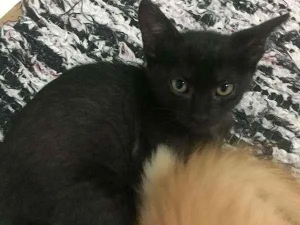 Gato ra a SRD idade 2 a 6 meses nome Emily