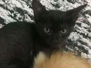 Gato raça SRD idade 2 a 6 meses nome Emily