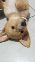 Maia