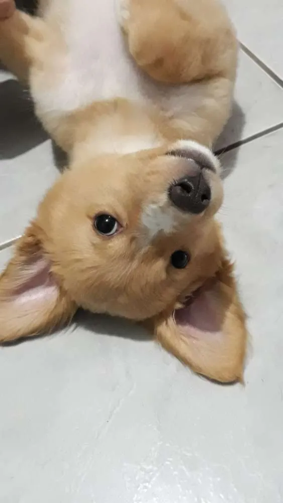 Cachorro raça Mestiço  idade 2 a 6 meses nome Maia